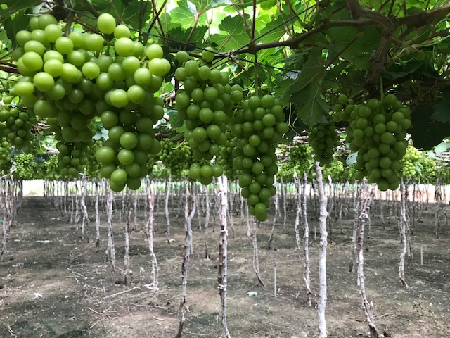 Nghiên cứu thúc đẩy ứng dụng công nghệ tưới tiên tiến tiết kiệm nước cho cây nho tại Ninh Thuận