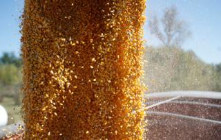 Brazil Corn Exports Up 388% in February Compared With 2015