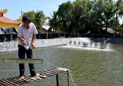 Organic shrimp farmers protect mangrove forests