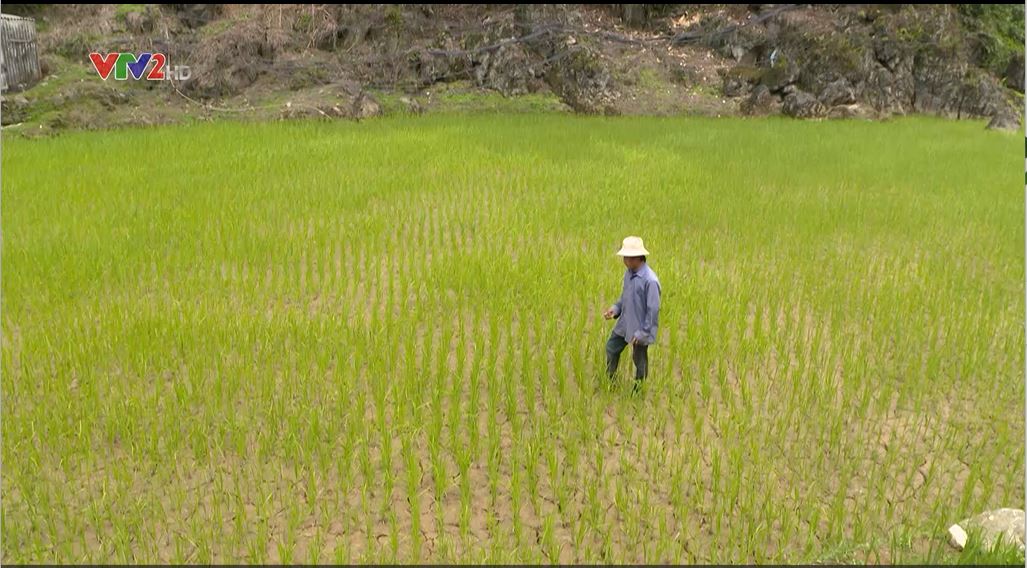 Canh tác nông nghiệp ứng phó với hạn hán
